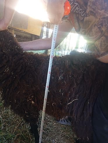 ножницы для овец: Продаю | Овца (самка) | Для разведения | Племенные — 1