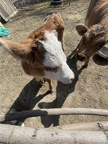 уй корова: Продаю | Корова (самка), Музоо, торпок | Симментальская | На откорм — 1