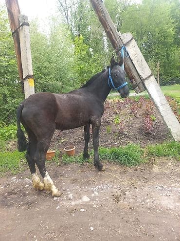 кане корсо собака цена: Продаю | Жеребенок | Конный спорт — 4