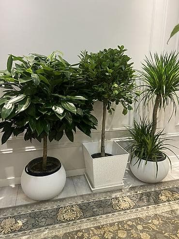 хвойные растения: Декоративные напольные растения в кашпо - Композиция из крупных — 1