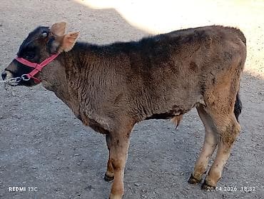 Животные: Продаю | Музоо, торпок | На откорм | Искусственник — 5