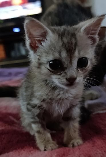 Кошка даром: Беспородная, 1 месяц, Мальчик, Приучена к лотку — 5