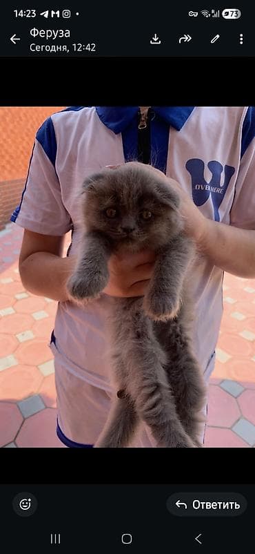 Шотландский вислоухий котёнок (Scottish Fold), окрас голубой (серый)