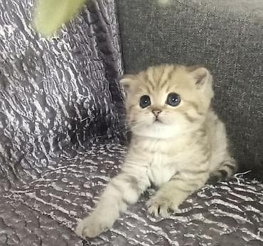 котенок сфинкс: Шотландский котенок скотиш страйт окрас золотой тигровый (black golden — 3