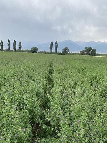 керамическая ваза: Беде урук сатылат 6 жылдык беде Петкусдан тазаланган — 3