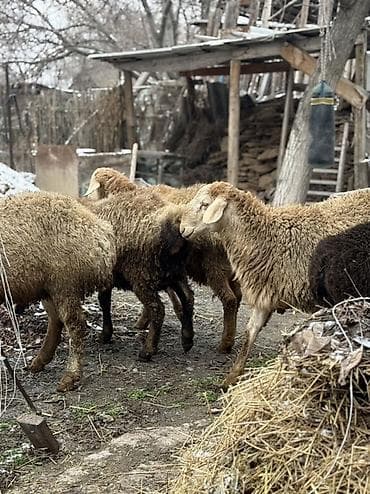 бараны мериносы токтушки: Продаю | Баран (самец) — 6