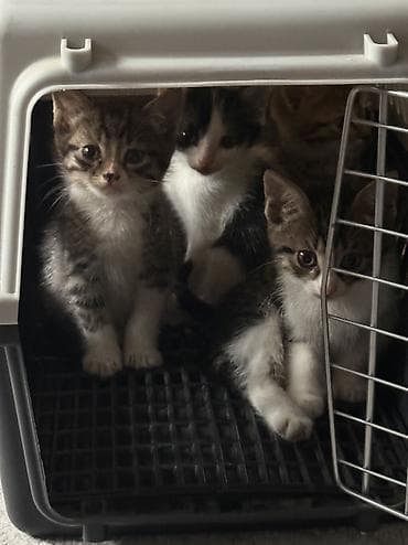 кошка котёнок: Котята в добрые руки — 7