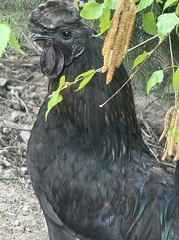 Продаю | Куры | Для разведения