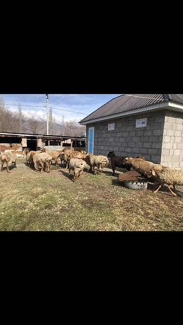 Кошки: Продаю | Овца (самка) | Для разведения — 2