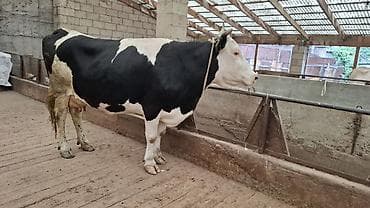 продам друга: Продаю | Корова (самка) | Голштин, Симментальская | Для разведения, Для молока | Племенные, Стельные — 1