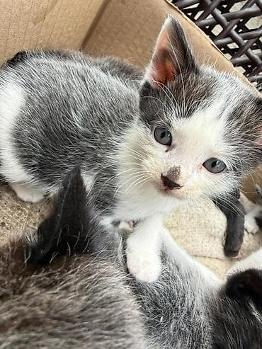 купить породистых котят: Отдам даромКотята, помёт разной окраски: - черно-белые с пятнами, - — 2