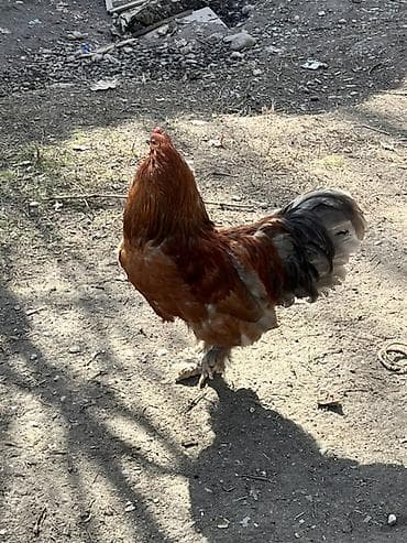 продам курей: Продаю | Петух | Для разведения — 4