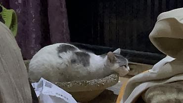 не пользуюсь: БЕСПЛАТНО 2 кошечки в хорошие руки. В связи с переездом в другую — 10