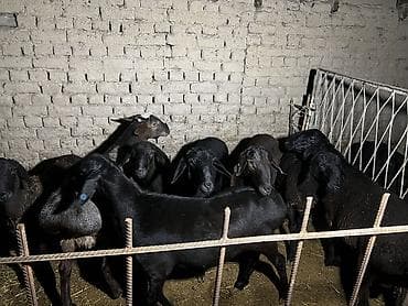 кой сойушка: Асалому алейкум жамат козу кочкорлор саатылат 2 тиш бары 3 шырбас бар — 3