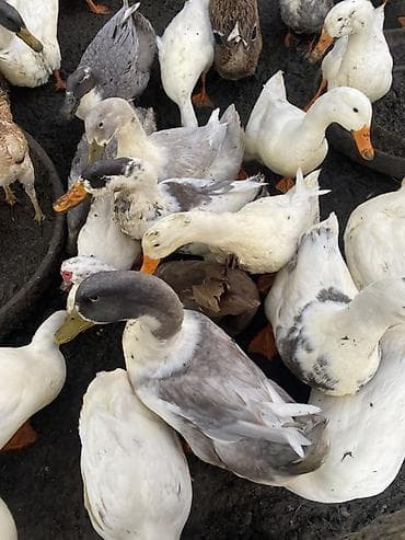 А/ч жаныбарларын сатам: Утки разного окраса (серые, белые, пестрые, коричневые). Крупный — 2