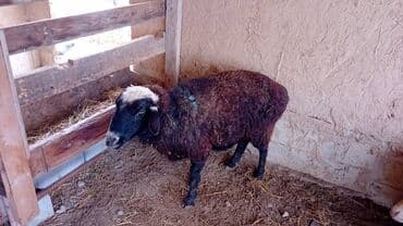 корова дойный: Продаю | Овца (самка) | Для разведения — 4