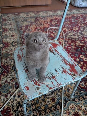 сколько стоит французский бульдог: Скотиш Фолд (Шотландская вислоухая), 1 месяц, Мальчик, Серый, Приучена к лотку — 3