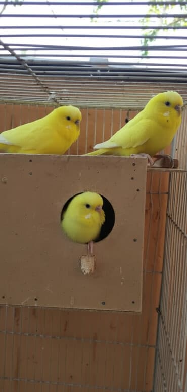 Молодежь волнистых папугаев оптом и в розницу)насчёт доставки