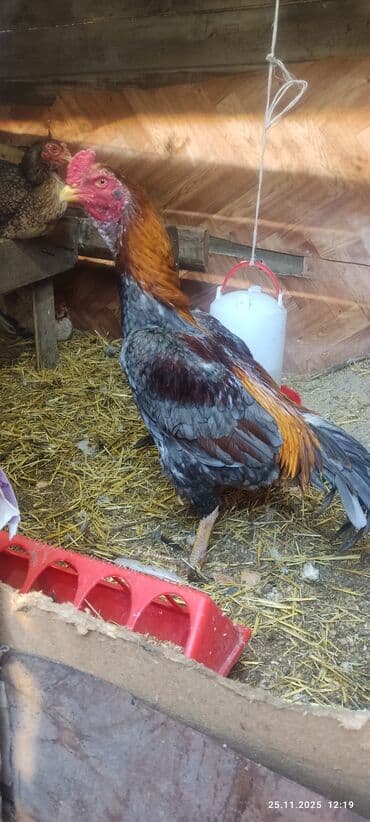 английский дог цена: Продаю | Куры | Бойцовая | Для разведения — 3