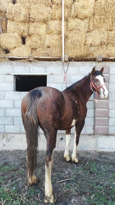 продаю в связи переездом: Продаю | Кобыла (самка) | Для разведения — 1