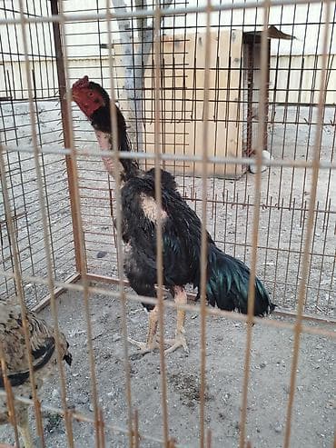 продажа котиков: Продаю | Петух — 4