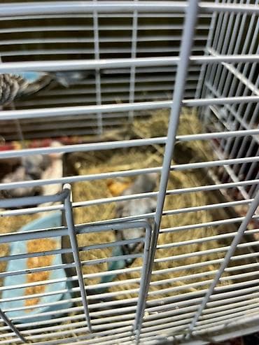 Продаю птенцов волнистого попугая хорошо приучаются