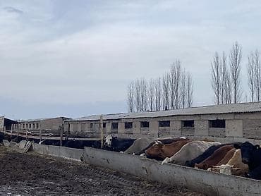 Лошади, кони: Продаю | Корова (самка) | Абердин-ангус | Для разведения | Племенные — 5