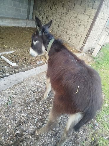 собака маленькая: Осёл (молодой жеребец) - Порода: домашний осёл, компактного роста. - — 2