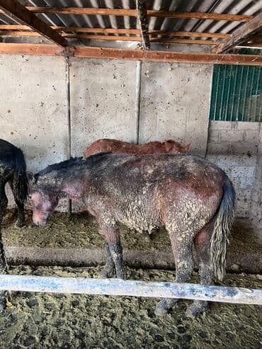 фарель ош: Продаю | Жеребенок | Для разведения — 4