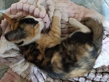 Кошки: Трёхцветный котёнок (черепаховый окрас): белые лапки и грудка, на — 4