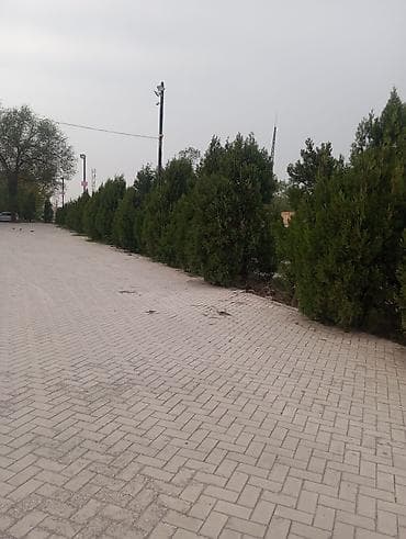 сетки для кур несушек: Живая изгородь из хвойных кустарников (туя/можжевельник) - Плотная — 1