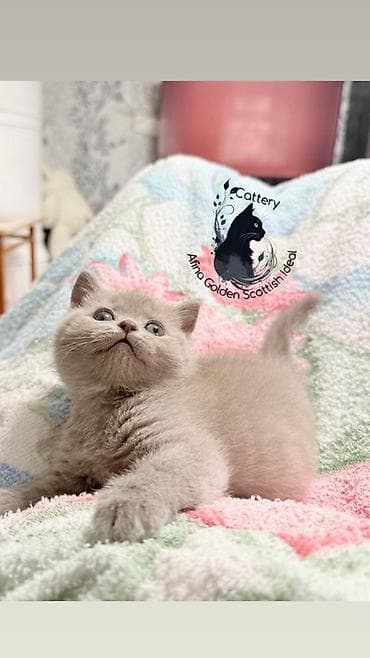 Британская короткошёрстная, 1 месяц, Девочка, Лиловый, Приучена к лотку, Проглистована, С прививками
