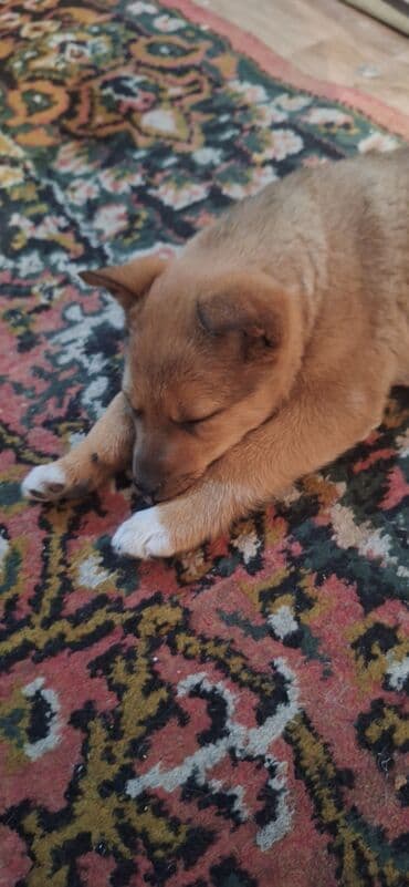 Продажа собак: Пол шенка девочка порода ласка мешеная с овчаркой — 1