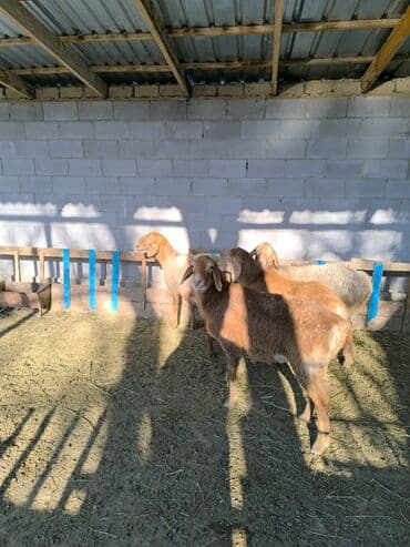 бычок телка: Продаю | Ягненок | Арашан | Для разведения | Ярка — 7
