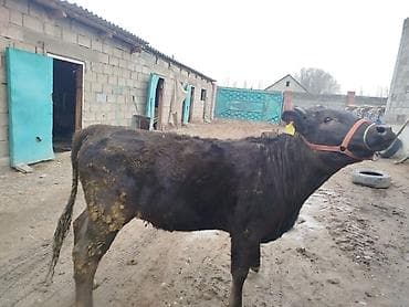 бык абердин ангус: Продаю | Бык (самец) | На откорм | Привязанные — 8