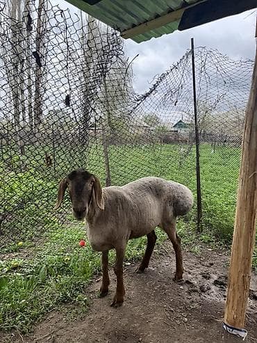 египетская кошка: Продаю | Овца (самка) | Арашан | На забой, Для разведения | Матка — 4