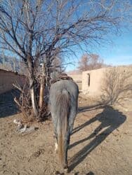 дом кролика: Сатам | Жылкы (эркек) | Кара Жорго | Жумушка — 2