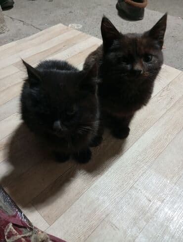 отдам кота в добрые руки: Кошка даром: Лесная, 5 месяцев, Девочка, Метис — 5