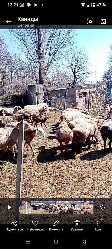 козу ягнята: Продаю | Овца (самка) | Для разведения | Матка — 4