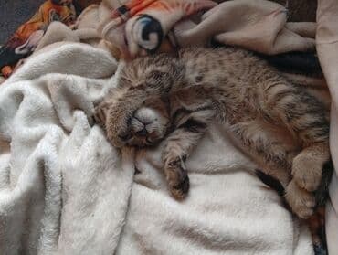 каты: Кошка даром: Беспородная, 2 месяца, Девочка, Приучена к лотку — 6