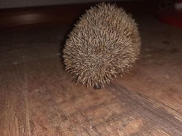 Ёжик - Вид: европейский еж ( Erinaceus europaeus ) - Окрас иголок