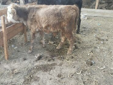 доска объявлений продажа собак: Продаю | Бык (самец), Музоо, торпок — 7