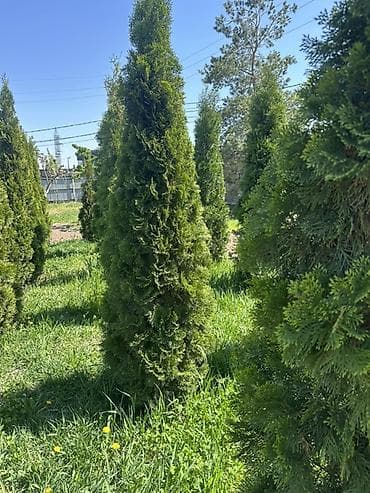 удобрения калий: Туи западные (сорт колонновидного типа, «Смарагд/Брабант» визуально) — 4