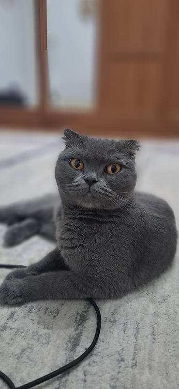 коротколапые коты цена: Вязка: Британская короткошёрстная, Девочка, 2 года, С прививками — 2