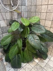 диффенбахия купить: Продаю в ассортименте цветы из личной коллекции. Все взрослые, мощная — 22