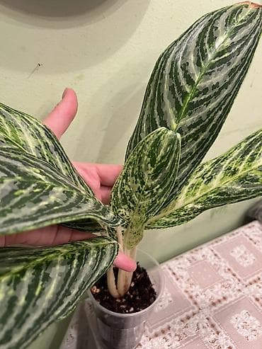 Аглаонема (вариетатная, пестролистная форма), большая укорененная at lalafo.kg Аглаонема (вариетатная, пестролистная форма), большая укорененная