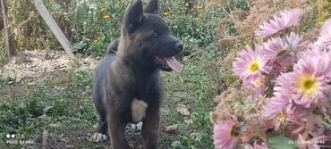 купить собаку акита ину: 3 месяца, Самец — 13