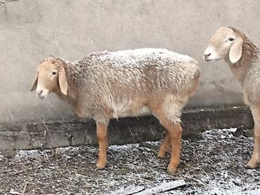 Индюки: Продаю | Овца (самка) | Для разведения | Матка — 3