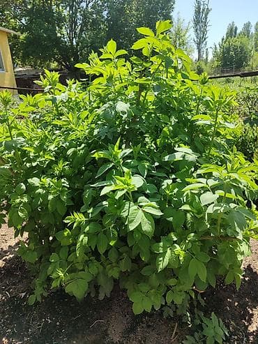 5000 сом кино: Продается дом на участке 18 соток, возле таможни Кордай, имеется — 4