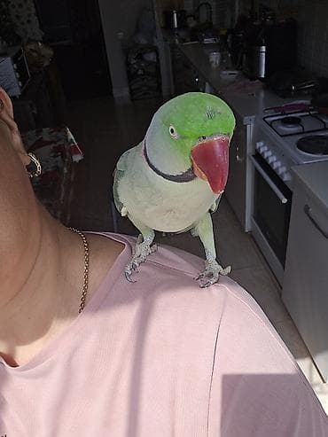 попугай крупный: Александрийский ожереловый попугай (Psittacula eupatria). - — 2